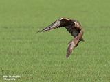 Buizerd Hamont Achel